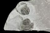 Small Elrathia Trilobite Multiple - Utah #71045-2